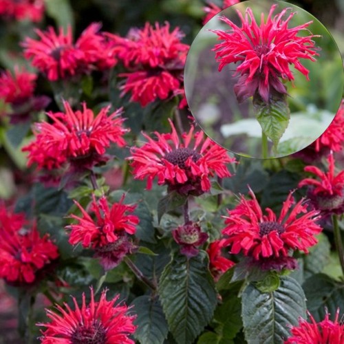 Monarda 'Bee Happy' - Monarda 'Bee Happy' P9/0,55L
